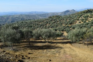 Periana olive groves as far as the eye can see 